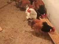 Chickens — फ़ोटो 6