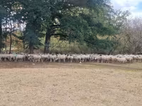 母羊, Baerchuke sheep — 照片 1