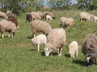 Oveja, Katum sheep — foto 5