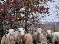 Carneiro, Katum sheep — foto 7