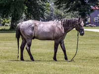 Horse (M), Quarter Horse — photo 3