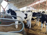 Kuh, Simmental cattle — Foto 5