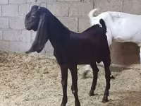 Ziege, Kamori goats — Foto 5