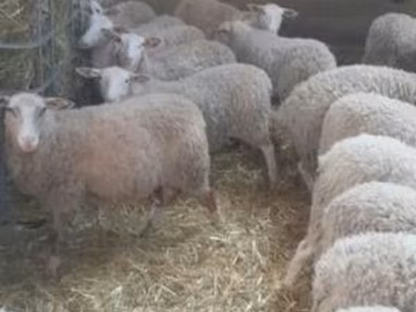Sheep, Sheep