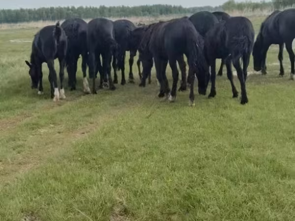 Horse (M), Horses
