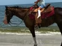 Mare, American paint horse — photo 1
