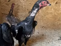 Chickens — 照片 6