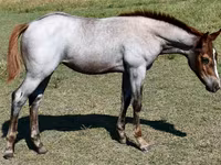 母马, Quarter Horse — 照片 7