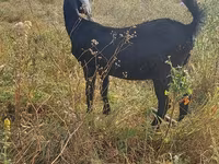 Cabra, Nubian Goat — foto 2