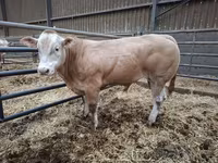 Bulle, Blonde d’Aquitane cattle — Foto 3