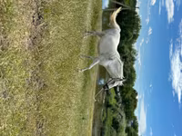 Égua, Cavalos — foto 3