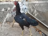 Chickens — zdjęcie 1
