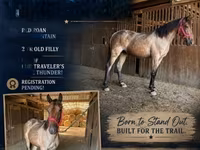 Mare, Rocky Mountain Horse — photo 1