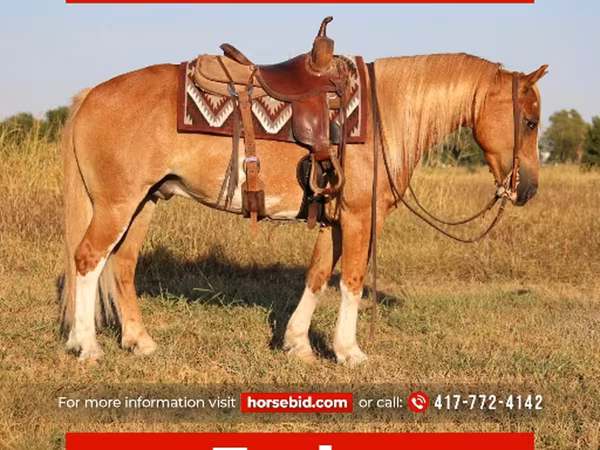 Cavalo, Gypsy horse