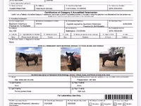 Horse (M), Mustang — photo 4