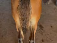 Horse (M), Rocky Mountain Horse — photo 3