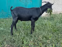 Oğlak, Murcia-Granada goats — foto 3