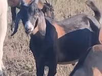 Bode, Nubian Goat — foto 1