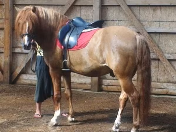 Horse (M), Bashkir horse