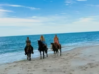 Mare, Quarter Horse — photo 3