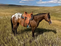 雄馬, Horses of Sable Island — 写真 2