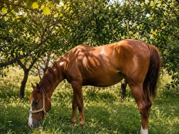 Mare, Anglo-Arabian