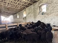 Oveja, Katum sheep — foto 4