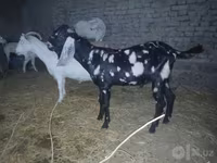 Oğlak, Beetal goats — foto 5