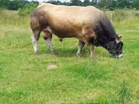 Bull, Partenaise cattle — photo 7