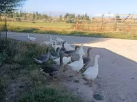 Geese — zdjęcie 1