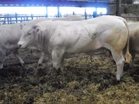 Bull, Blonde d’Aquitane cattle — photo 6