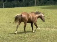 Horse (M), Rocky Mountain Horse — photo 4
