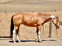 雌馬, Quarter Horse — 写真 2