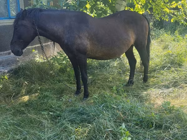Mare, Horses