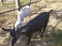 母山羊, Goats — 照片 2