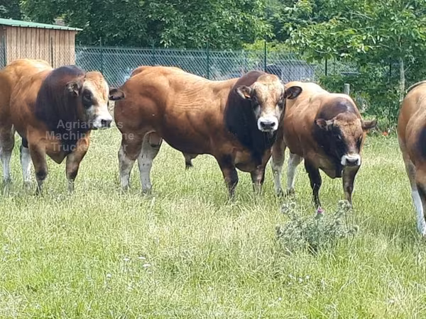 Partenaise cattle