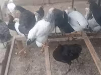Chickens — फ़ोटो 8