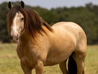 Cavalo, Gypsy horse — foto 2