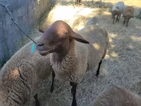 Ram, Sheep — photo 1