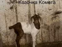 Ziegenbock, Kamori goats — Foto 3