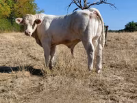 Bull, Charolais cattle — photo 8