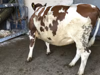 Vaca, Raza Holstein — foto 1