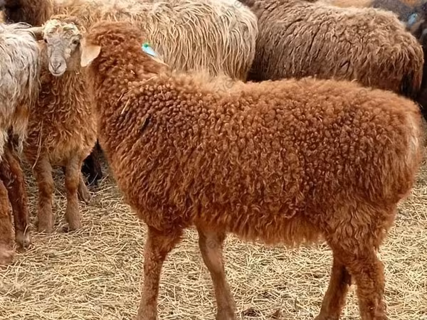 Carnero, Edilbay sheep