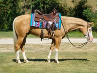 Horse (M), Palomino — photo 5