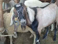 Carneiro, Lacaune sheep — foto 3