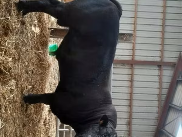 Bull, Cast cow