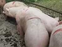 公猪, Крупная белая — 照片 2