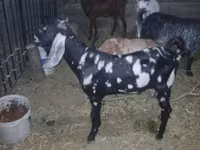 Oğlak, Beetal goats — foto 1