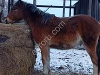 Cheval, Chevaux — photo 4