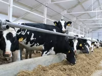 Kuh, Holstein-Rasse — Foto 1